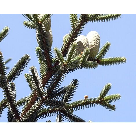 Semillas de Pinsapo. Abies Pinsapo. 10 Gr