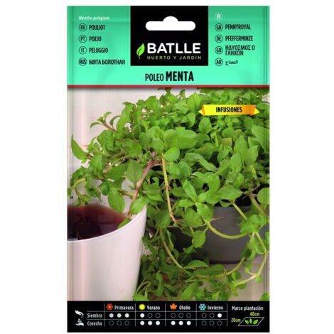 Semillas de Poleo Menta Mentha Pulegium sobre