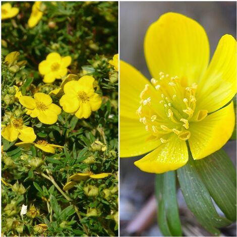 Semillas de Potentilla Aurea. 2000 Semillas