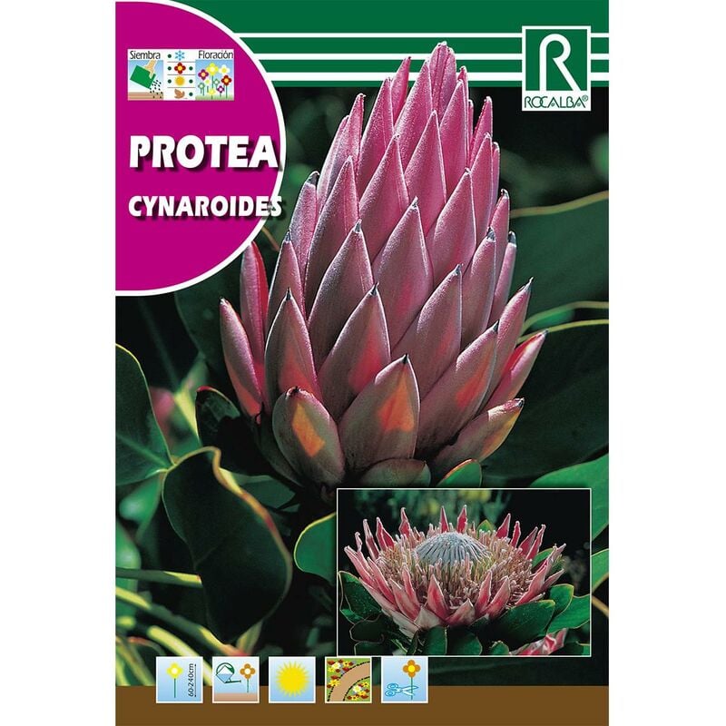 

Semillas de Protea Cynaroides