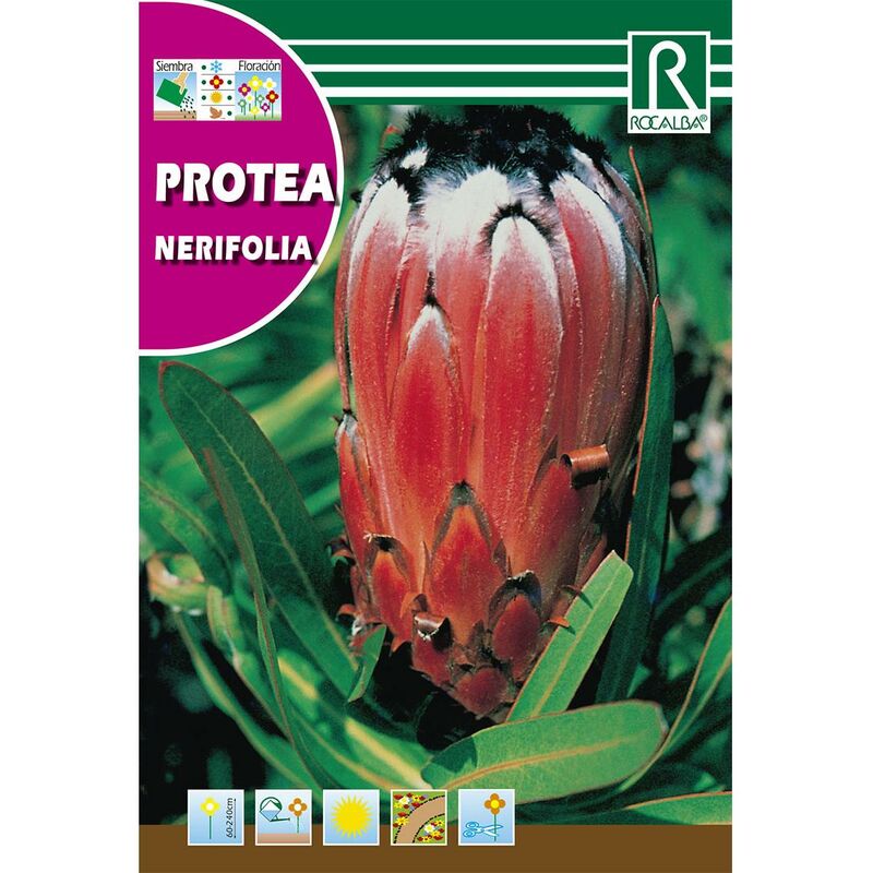 

Semillas de Protea Nerifolia