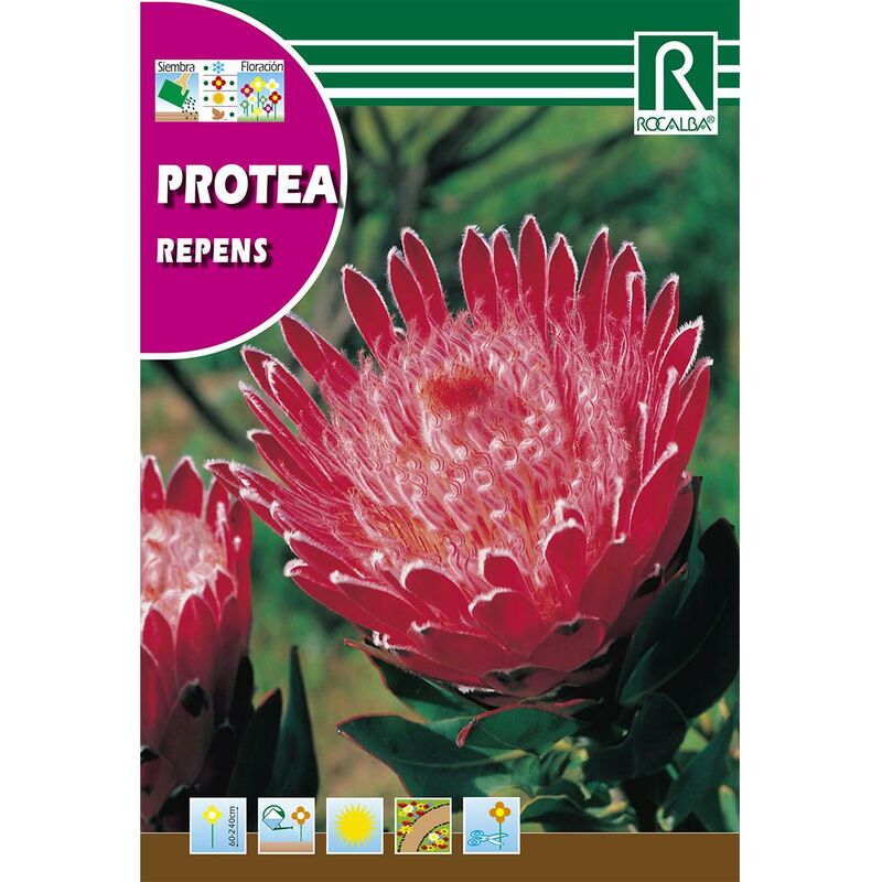 

Semillas de Protea repens