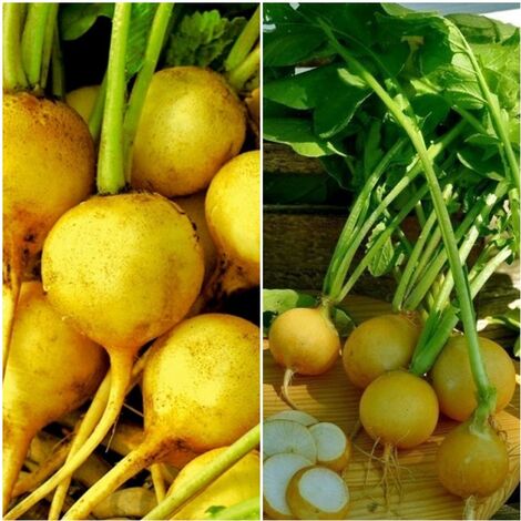 Semillas de Rabanito Amarillo Zlata. 50 Gramos
