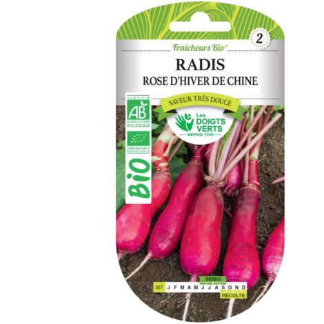 Semillas de rábanos rosa de invierno de China BIO Las Manos Verdes