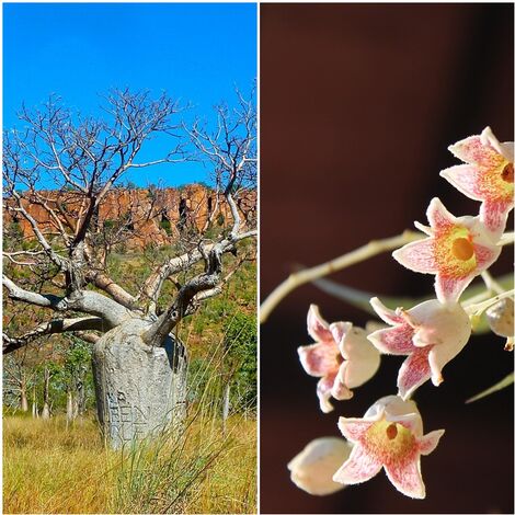 Semillas de �rbol Botella de Queensland. Brachychiton Rupestris. 10 Gramos