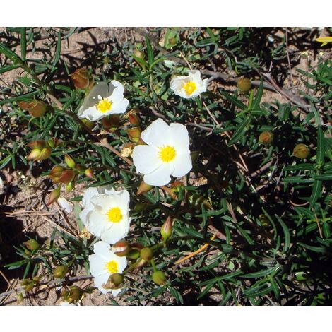 Semillas de Romero Macho. Citus Libanotis. 10 Gramos