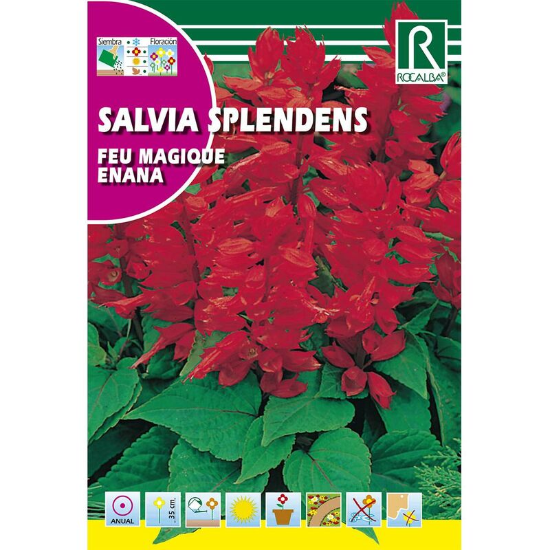 

Semillas de Salvia splendens feu magique enana