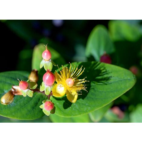 Semillas de Sanalotodo. Hypericum Androsaenum. 10 Gramos
