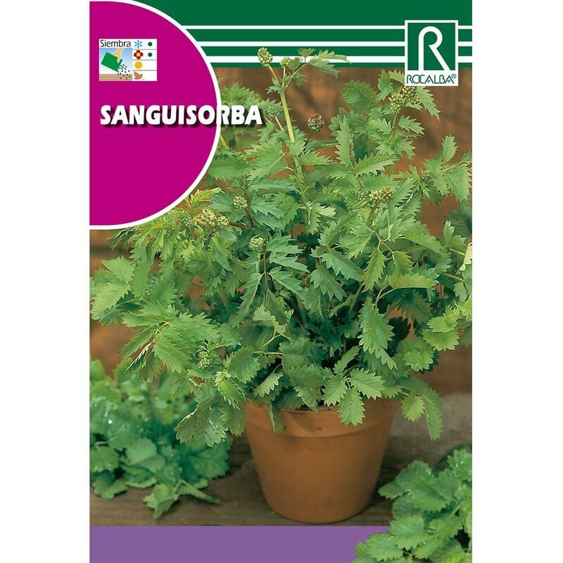 

Semillas de Sanguisorba