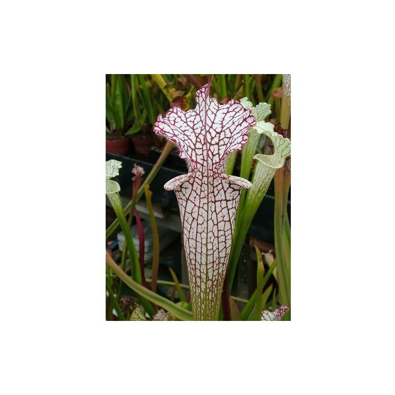 

Semillas de Sarracenia leucophylla Helmut's Delight