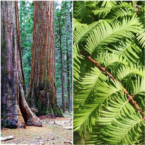 Semillas de Secuoya del Amanecer. Metasequoia Gliptostroboides. 5 Gramos