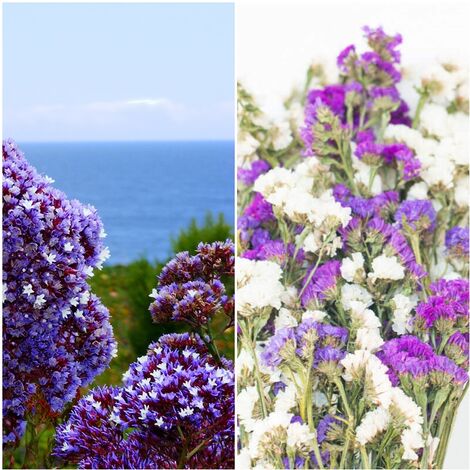 Semillas de Statice Limonium Sinuatum Pastel Mix. 5 Gramos