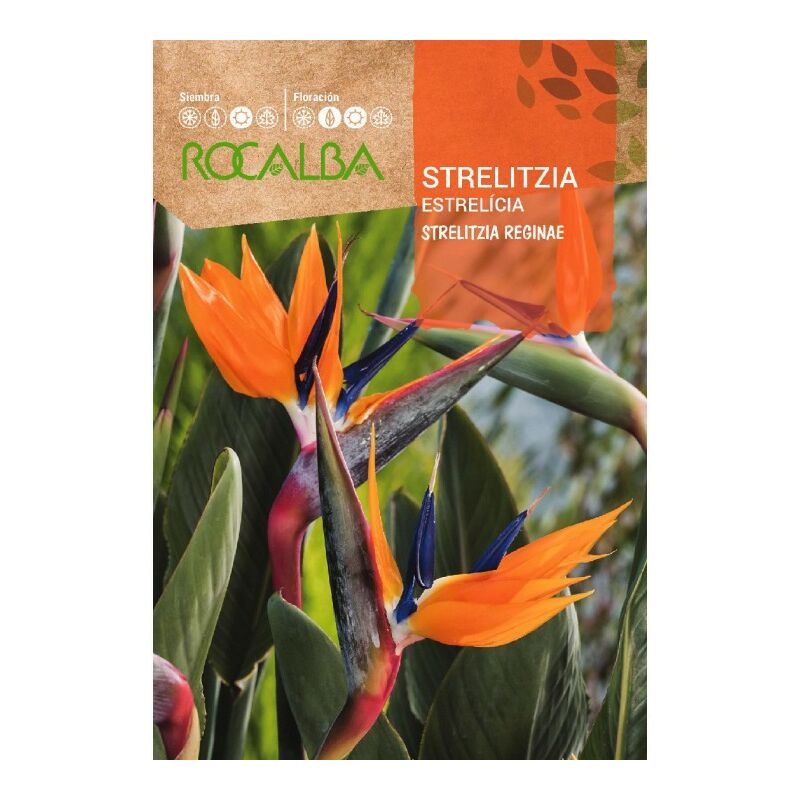 

STRELITZIA - SOBRE DE SEMILLAS 3 aprox.