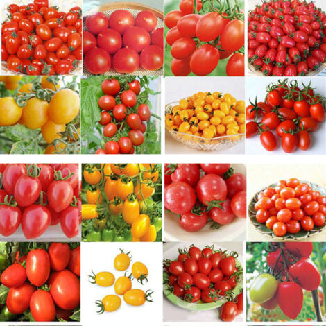 Semillas de tomate – Semillas premium – 100 semillas – Variedad de alto rendimiento para el huerto – 20 g