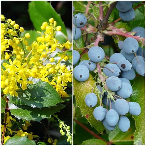 Semillas de Uva de Oreg�n. Mahonia Aquifolium. 10 Gramos