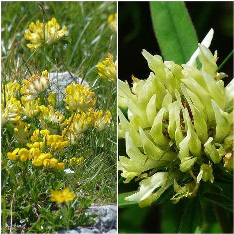 Semillas de Vulneraria Anthyllis. 50 Gramos