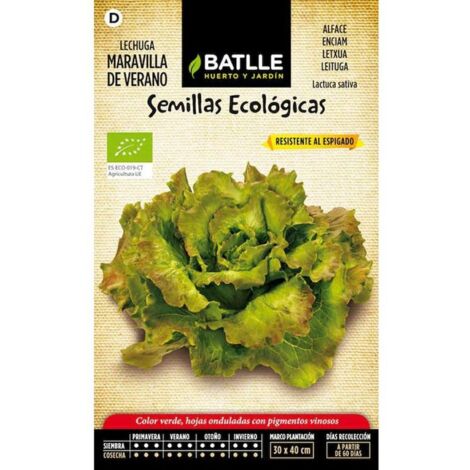 Semillas ecológicas de Lechuga Maravilla de Verano