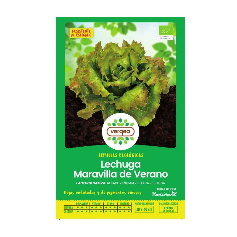 

Semillas ecológicas de Lechuga maravilla de verano - Vergea