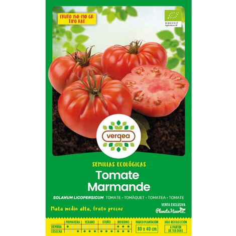 Semillas ecológicas de tomate marmande raf Vergea