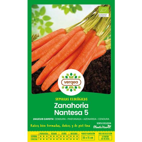 Semillas Ecológicas De Zanahoria Nantesa 5 Vergea