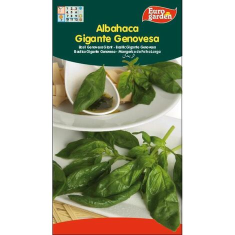 SEMILLAS FITO AROMATICAS ALBAHACA GIGANTE GENOVESA=01710
