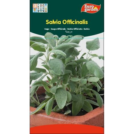 semillas fito aromaticas salvia officinalis 02607 (caja 10 unidades)