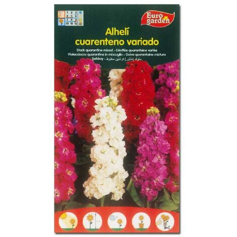semillas fito flores alheli cuarenteno 00508 (caja 10 unidades)