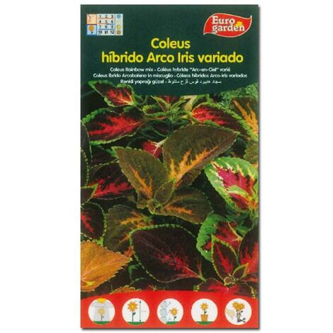 SEMILLAS FITO FLORES COLEUS HIBRIDO ARCO IRIS VARIADO=00640