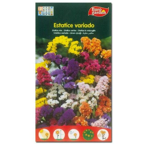 semillas fito flores estatice variada 00630 (caja 10 unidades)
