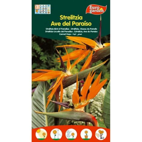 SEMILLAS FITO FLORES STRELITZIA AVE DEL PARAISO=01480