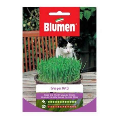 Semillas Hierba Para Gatos Blumen