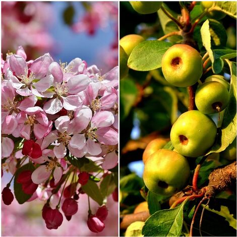 Semillas Manzano Silvestre. Malus Communis