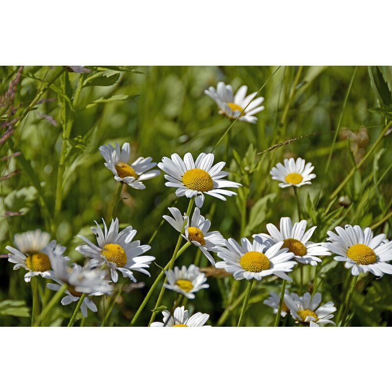 

Semillas Margarita de los Prados. Bellis Perennis. 10 Gramos