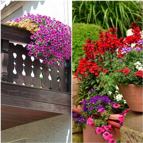 Semillas Mezcla de Flores Terrazas y Balcones. 50 Gramos