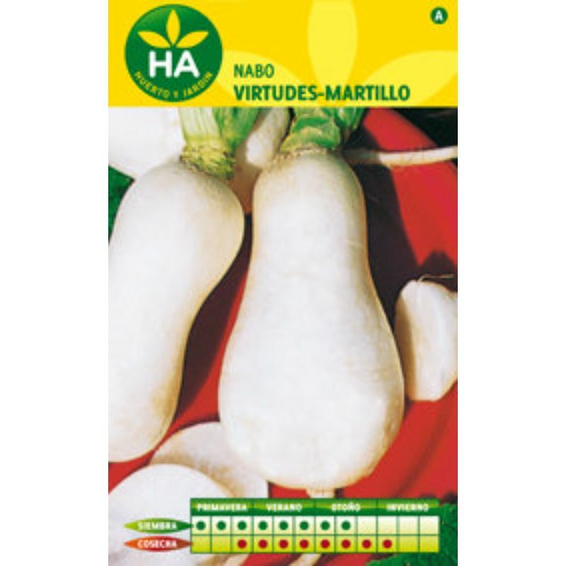 

Semillas Nabo Virtudes Martillo Sobre
