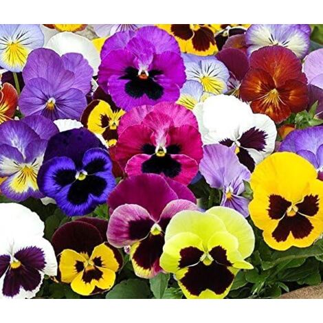 Semillas pensamiento 100 unidades