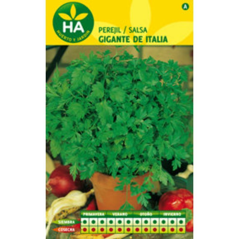 

Semillas Perejil Gigante Aromatica Sobre