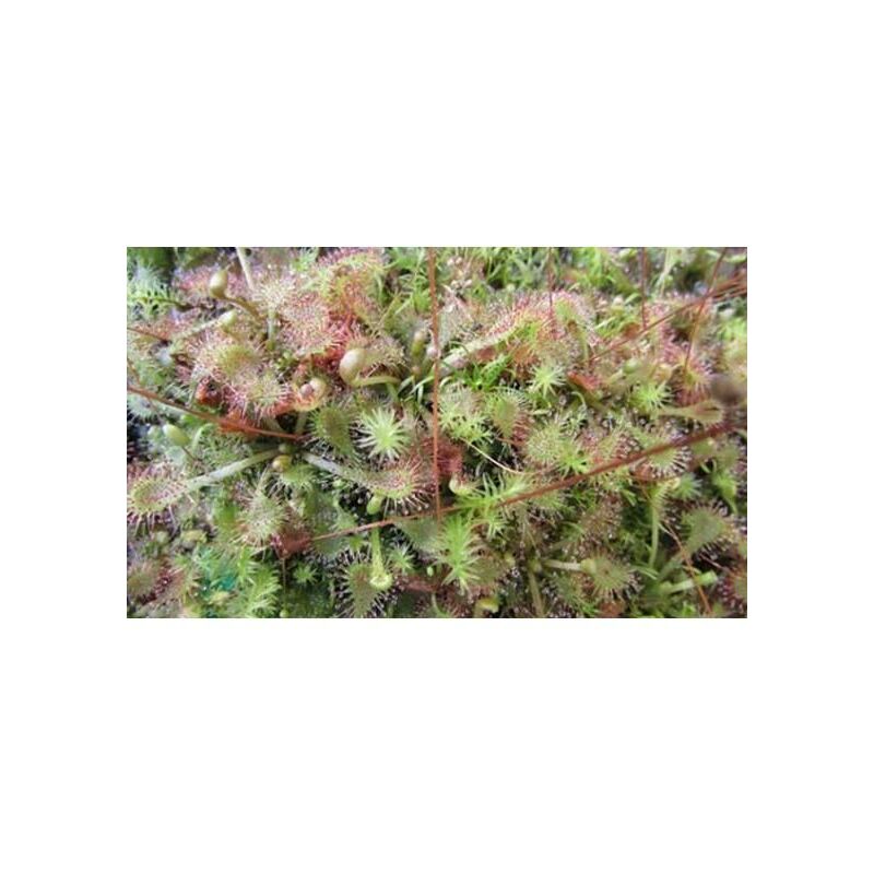 

Semillas plantas carnívoras mix Drosera
