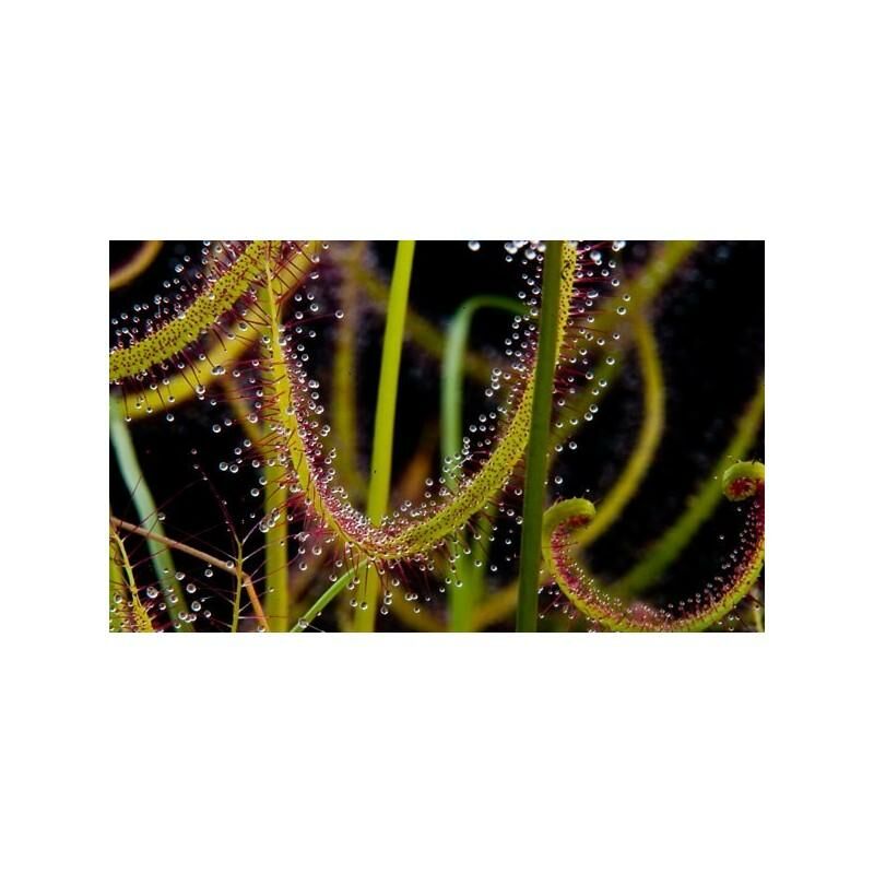 

Semillas plantas carnívoras Drosera binata