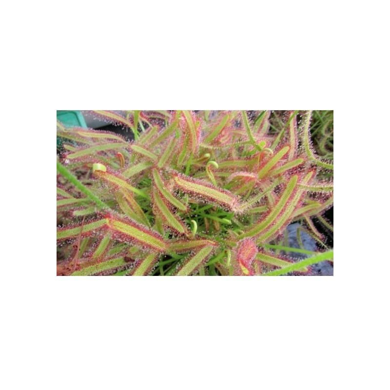 

Semillas plantas carnívoras Drosera capensis