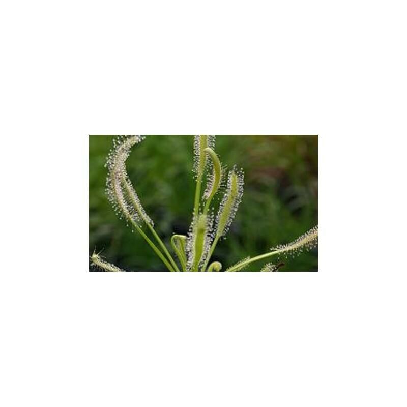 

Semillas plantas carnívoras Drosera capensis alba