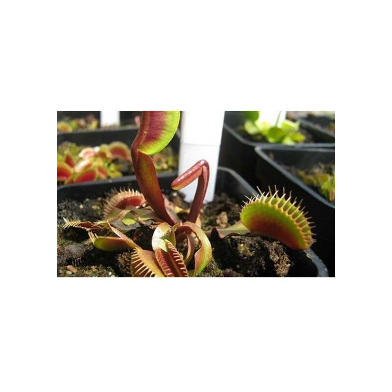 

Semillas plantas carnívoras mix Dionaea muscipula