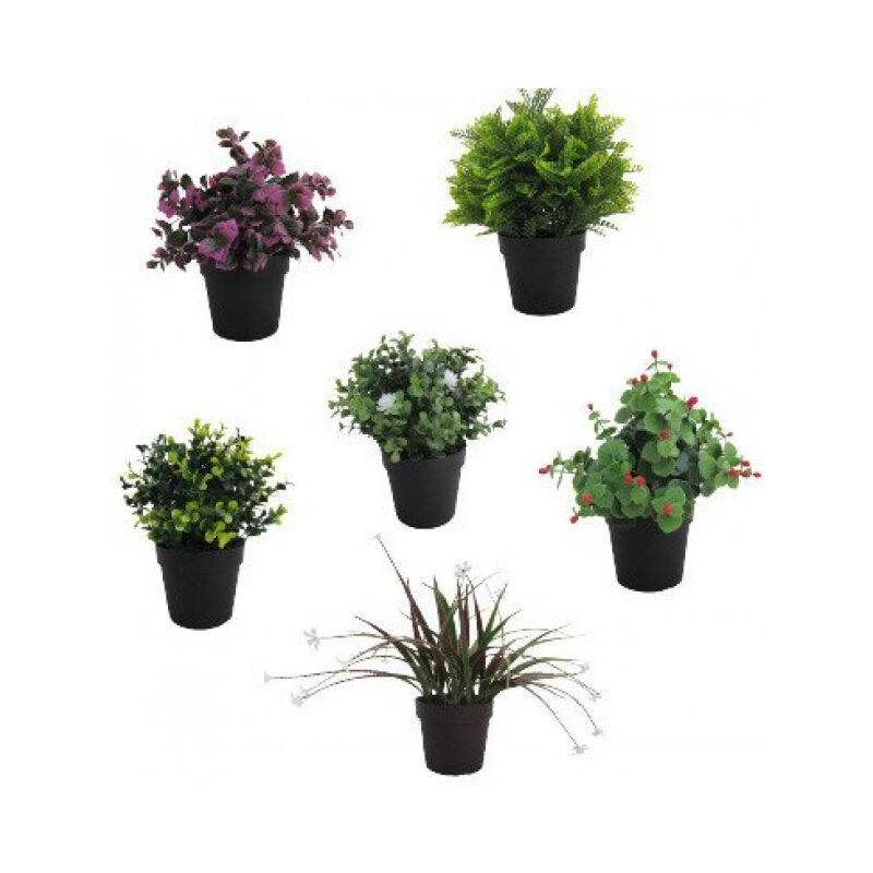 Semis à feuilles persistantes avec des feuilles