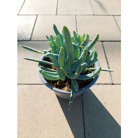 Senecio Mandraliscae