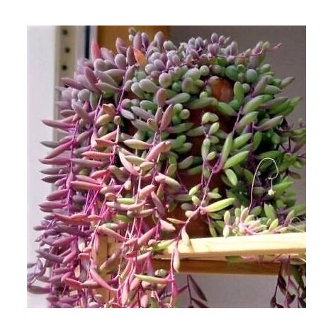 Senecio purple Flush pot 14cm photos réelles