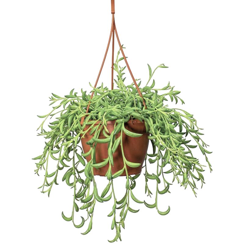 Plant In A Box - Senecio Radicans - chapelet de bananes - Pot 12cm - Hauteur 10-20cm - Vert