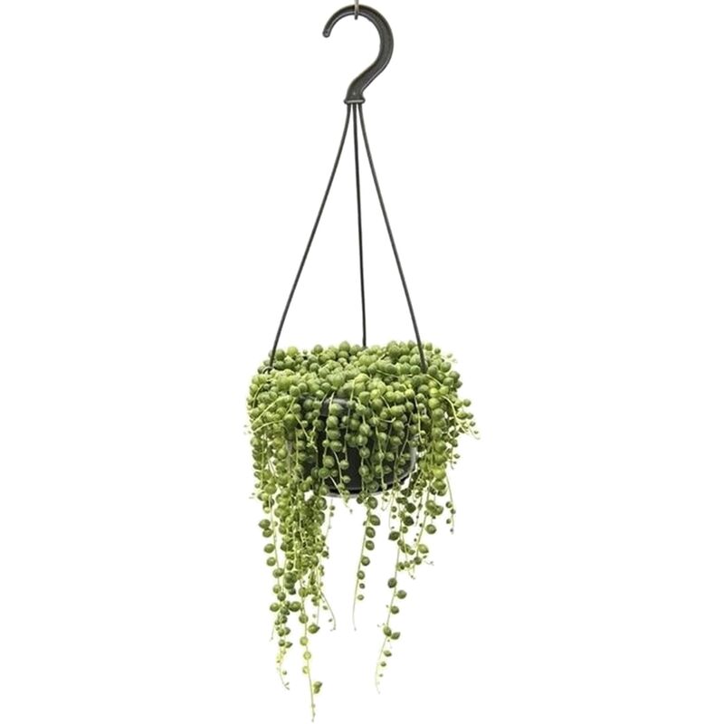 Plant In A Box - Senecio Rowleyanus - Cordon de perles - Pot 12cm - Hauteur 10-20cm - Vert