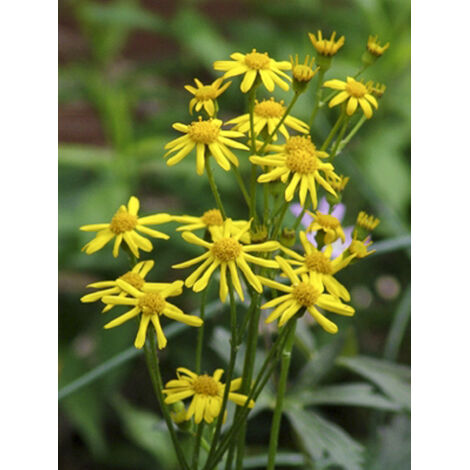 Séneçon doré, séneçon jacobé Godet de 8/9 cm