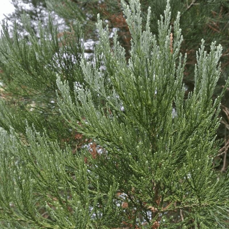 Pepinières Naudet - Séquoia Géant (Sequoiadendron Gigantea) - Godet - Taille 10cm