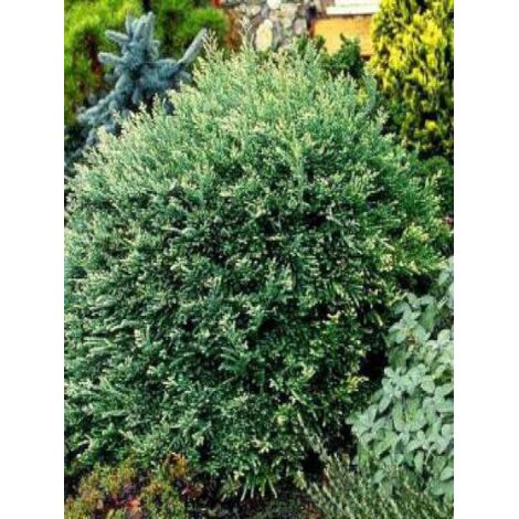 Sequoia sempervirens 'Adpressa' Pot de 3L/4L